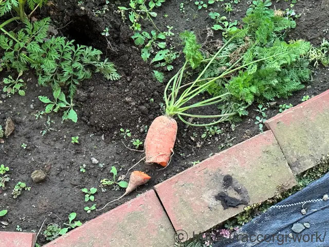 アライグマによる食害