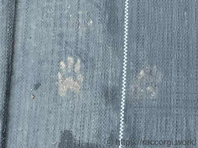 アライグマの足あと