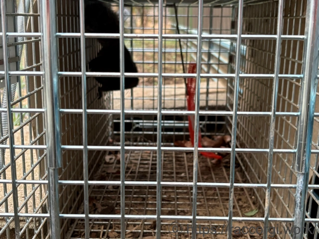 捕獲した台湾リス