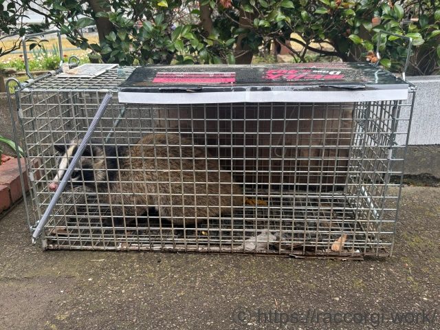 捕獲したハクビシン