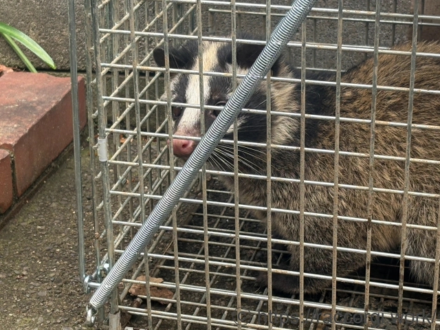 捕獲したハクビシン
